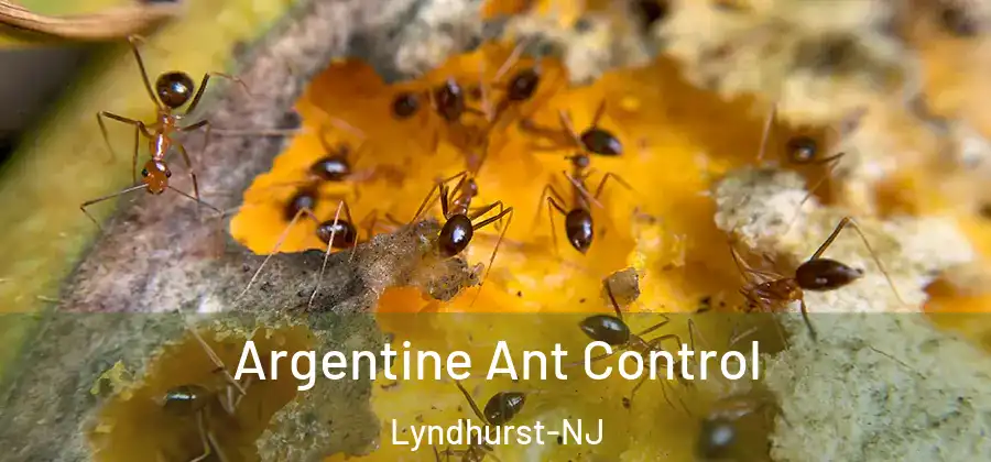 Argentine Ant Control Lyndhurst-NJ