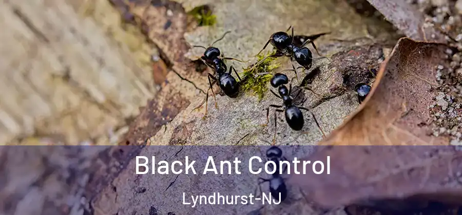  Black Ant Control Lyndhurst-NJ