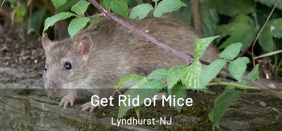  Get Rid of Mice Lyndhurst-NJ