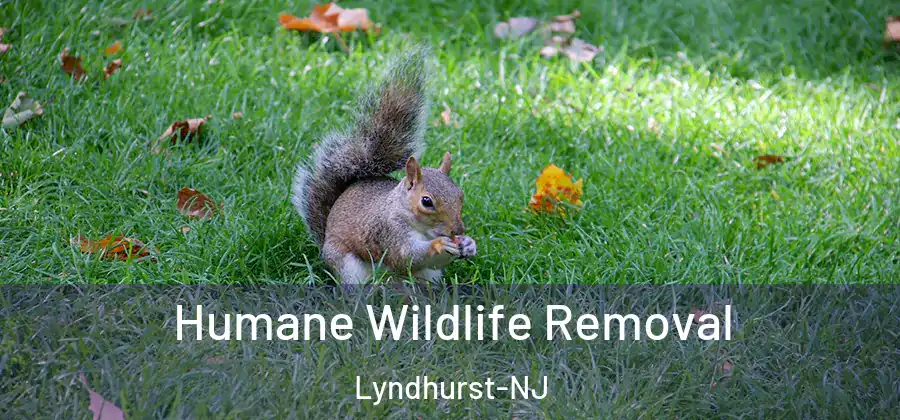 Humane Wildlife Removal Lyndhurst-NJ