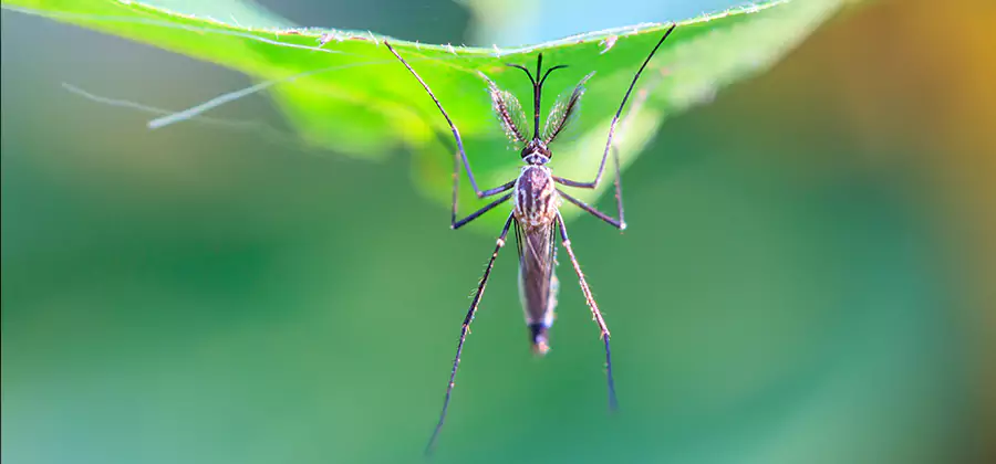 Pest and Mosquito Control for Yard and Patio in Lyndhurst