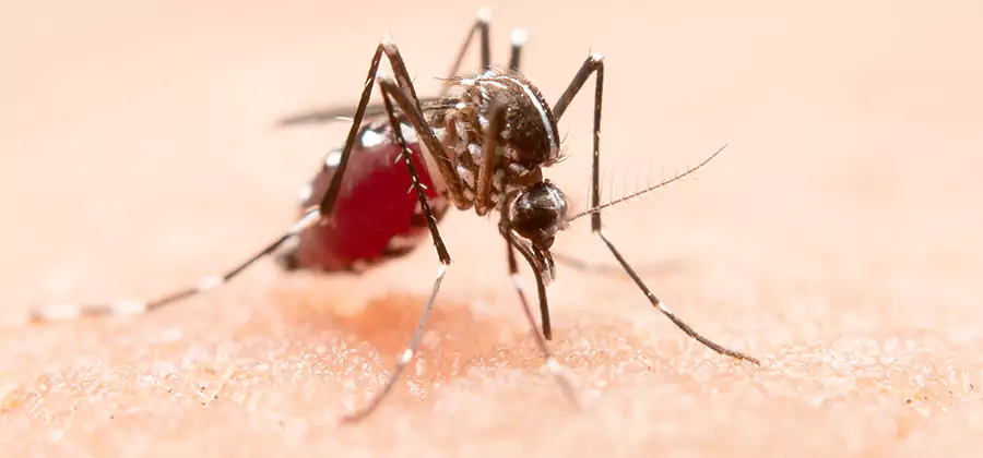 Pond Mosquito Control and Water Treatment in Lyndhurst