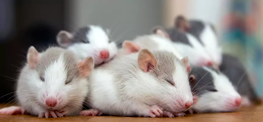 Lyndhurst Pet Safe Mice Control