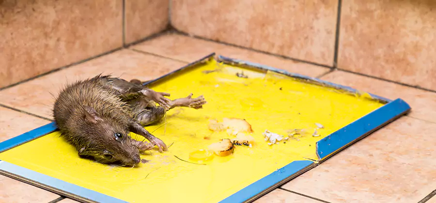 Mouse and Rat Control in Lyndhurst