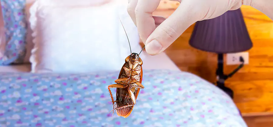 Bed Bug Inspection in Lyndhurst