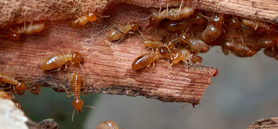 Termite Pest Management in Lyndhurst