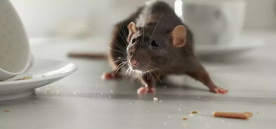 Attic Rat Exclusion Service in Lyndhurst