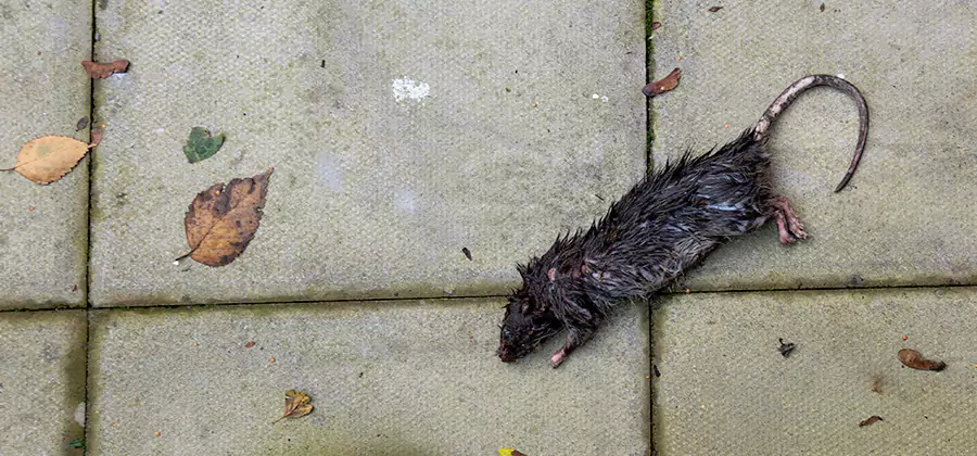 Rodent inspection service in Lyndhurst