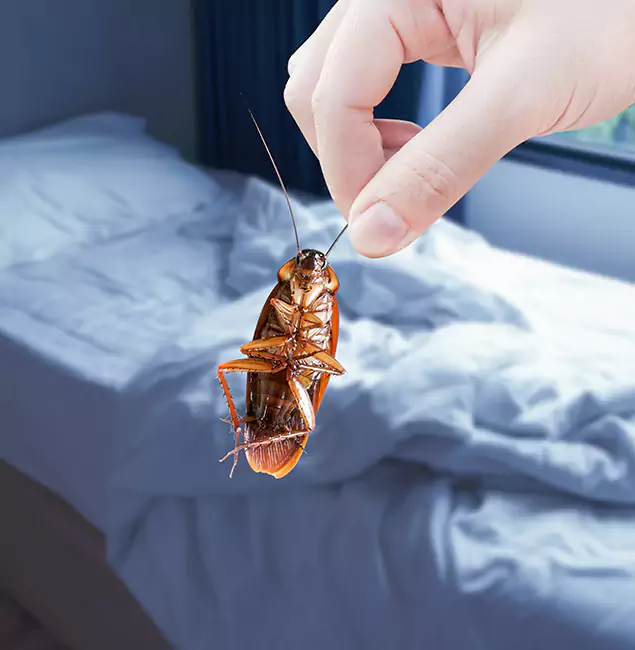 Why Choose Lyndhurst Pest Control Pro for Bed Bug Extermination in Lyndhurst, NJ?
