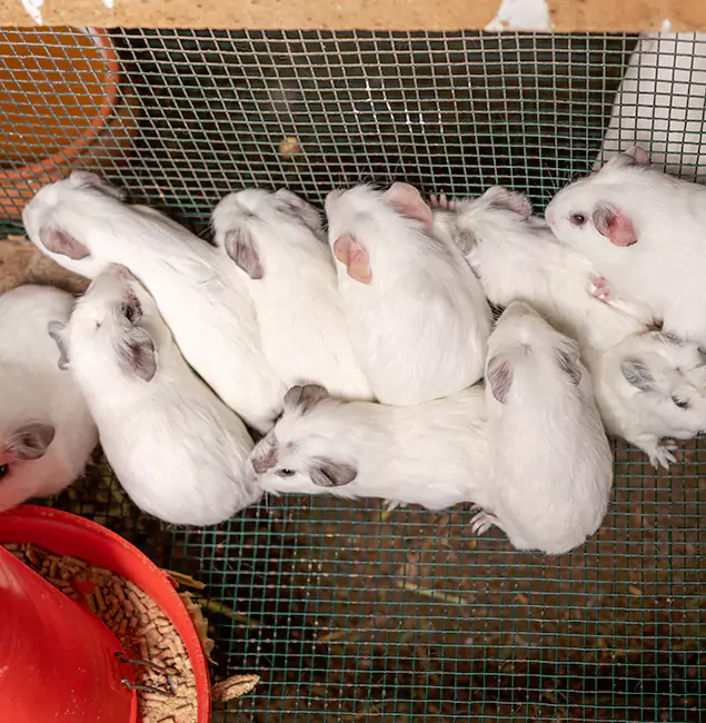 Why Lyndhurst Pest Control Pro Is the Trusted Choice in Lyndhurst, NJ?