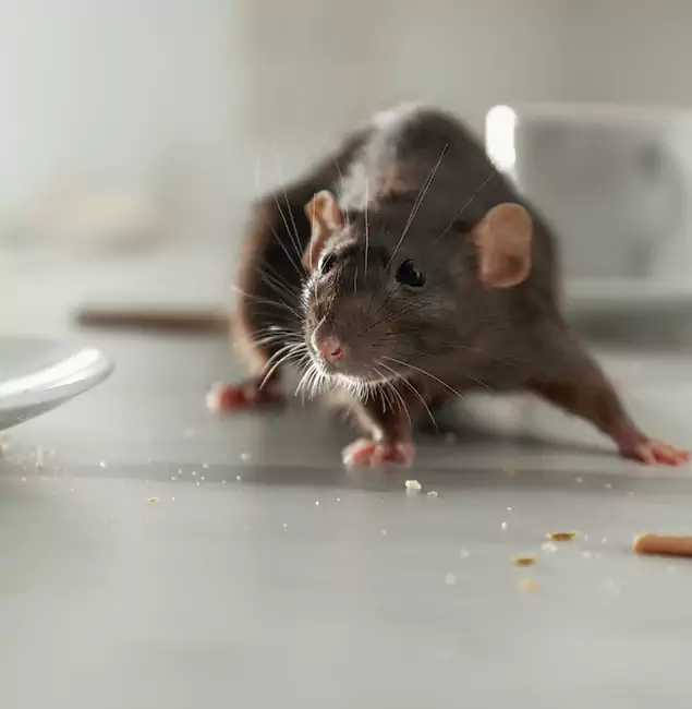 Why Lyndhurst, NJ Trusts Lyndhurst Pest Control Pro for Rodent Prevention?