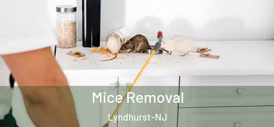  Mice Removal Lyndhurst-NJ