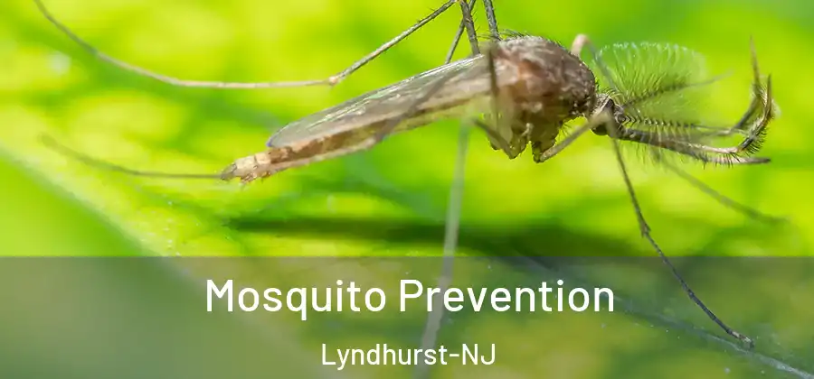 Mosquito Prevention Lyndhurst-NJ