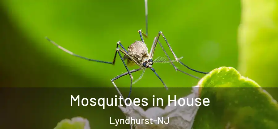 Mosquitoes in House Lyndhurst-NJ