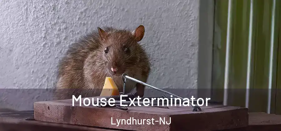 Mouse Exterminator Lyndhurst-NJ