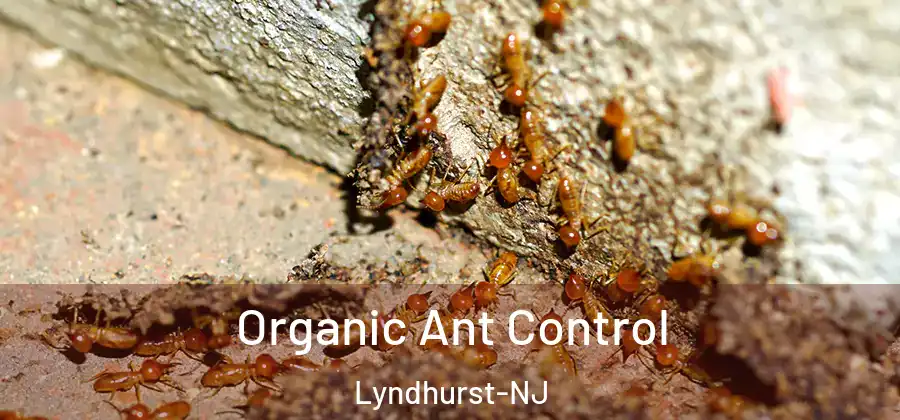 Organic Ant Control Lyndhurst-NJ