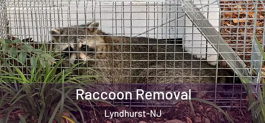  Raccoon Removal Lyndhurst-NJ
