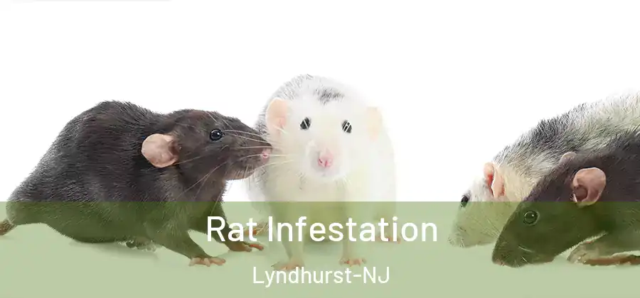  Rat Infestation Lyndhurst-NJ