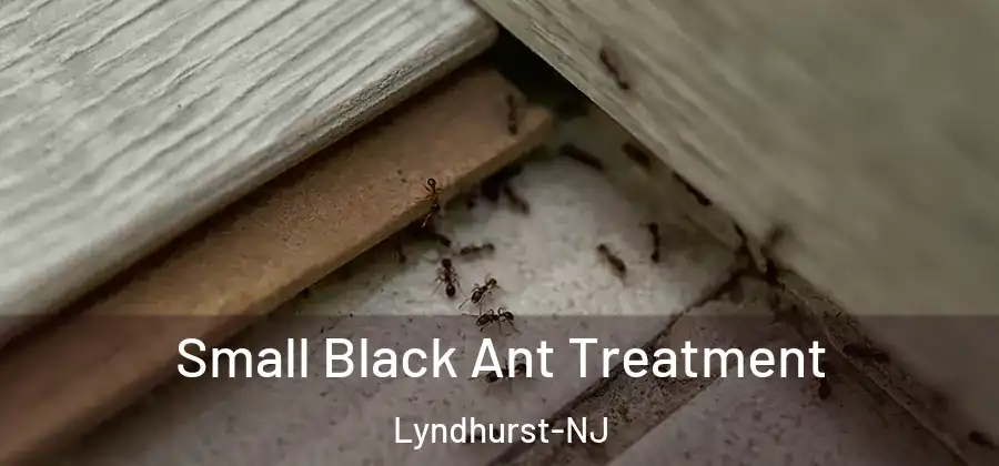  Small Black Ant Treatment Lyndhurst-NJ