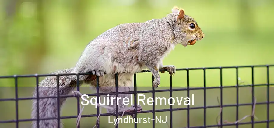 Squirrel Removal Lyndhurst-NJ